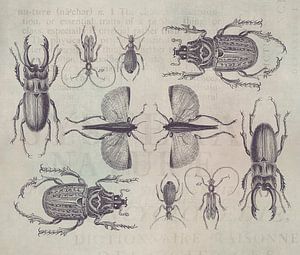Käfer