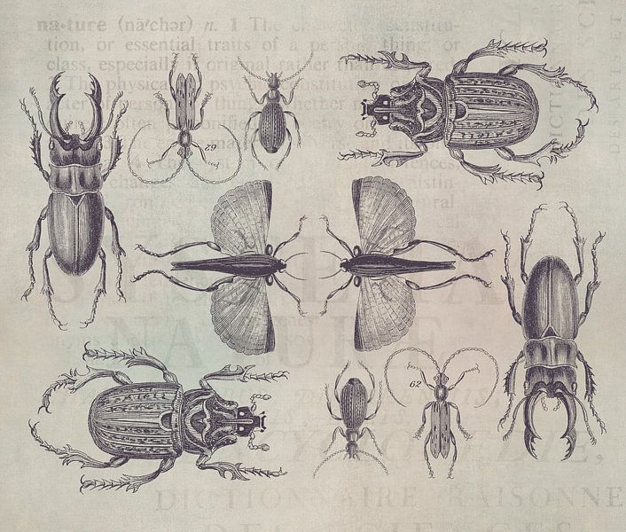 Beetles by Andrea Haase