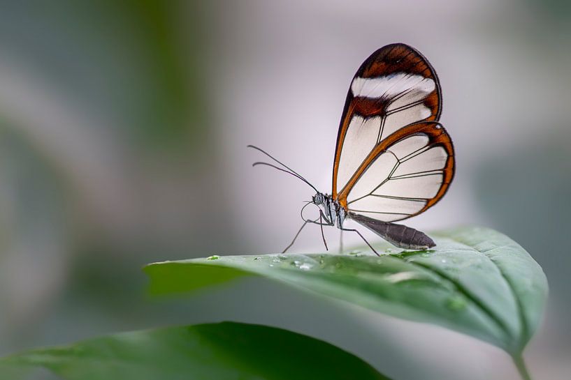 Glasswing butterfly - Glasswing butterfly by Albert Beukhof