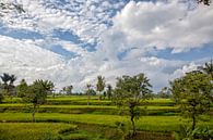 Großartiges grünes Reisfeld. Buleleng Regency, Bali, Indonesien von Tjeerd Kruse Miniaturansicht