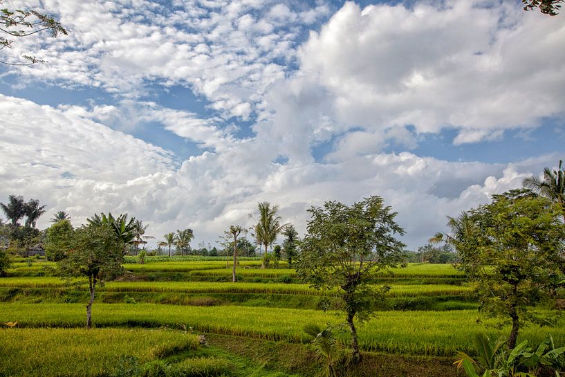 Großartiges grünes Reisfeld. Buleleng Regency, Bali, Indonesien von Tjeerd Kruse