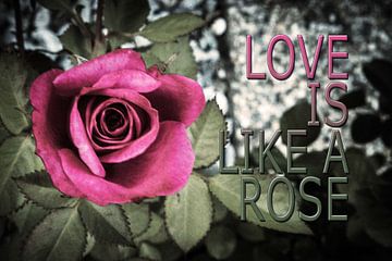 Love is like a rose von Helga van de Kar