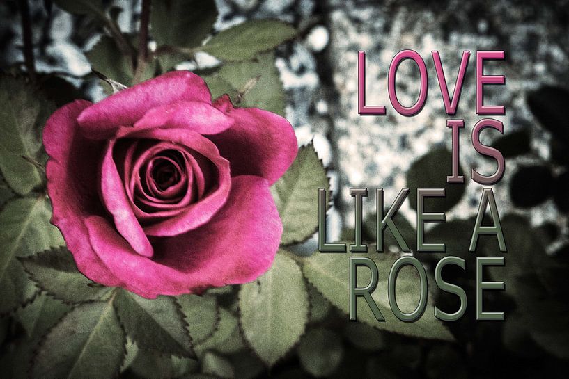 Love is like a rose by Helga van de Kar