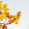 Goldener Herbst — die Buntheit wächst empor von Jonathan Schöps | UNDARSTELLBAR
