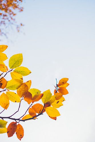 Golden autumn - the colourfulness grows upwards