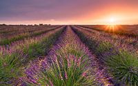 Zonsondergang in Valensole van Martijn Kort thumbnail