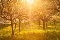 " Blütentraum "Apfelhain im Sonnenuntergang von Jiri Viehmann Miniaturansicht