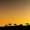 Chameaux au coucher du soleil à Oman sur Ron van der Stappen
