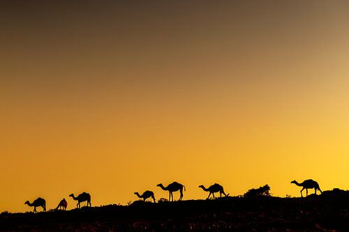 Kamelen tijdens zonsondergang in Oman
