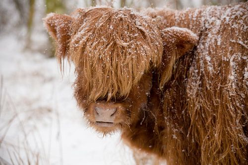 Niederländischer Winter