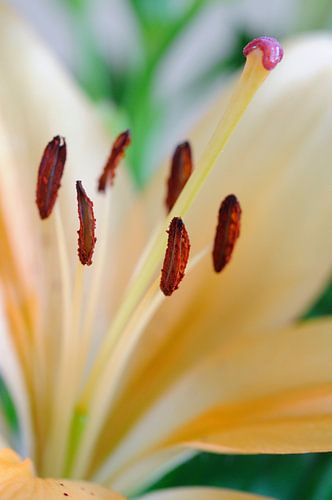 Meeldraden close up - Standing out