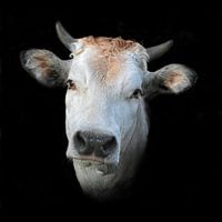 Piedmont cow