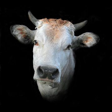 La vache du Piémont sur Ruth de Ruwe