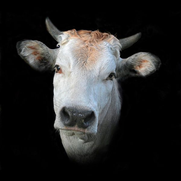 Piemontese koe van Ruth de Ruwe