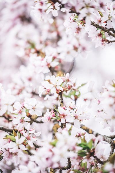 Les arbres sont en fleurs | Le printemps est dans l'air par Ratna Bosch