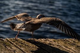 Departure by Stephan Zaun
