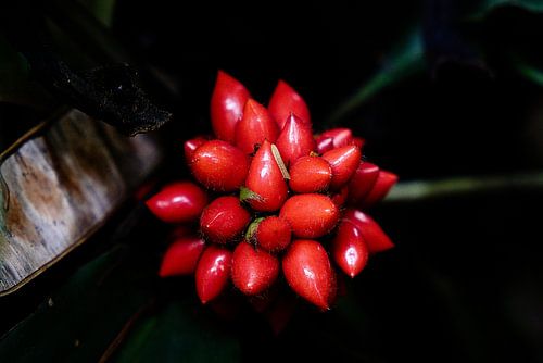 Clusters of bright red tropical berries in Indonesia