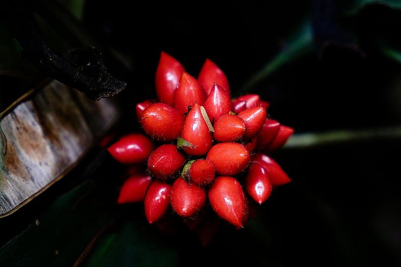 Clusters of bright red tropical berries in Indonesia by Frank Photos
