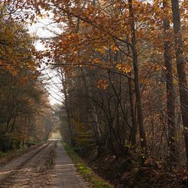 Herbstfarben im Wald von Annemarie Goudswaard