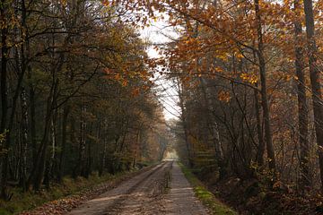 Herbstfarben im Wald von Annemarie Goudswaard