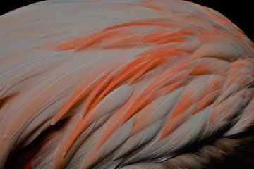 Close-up Flamingo van Marieke Peters-Brugmans