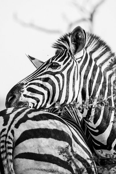 Zèbres dans la lumière du matin en noir et blanc - Parc Kruger Afrique du Sud par Suzanne Spijkers