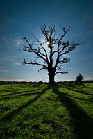 Yggdrasil