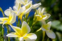 White flowers and a blue sky