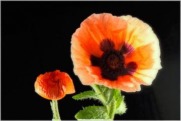BERLIJN Bloemen - kom op van Bernd Hoyen