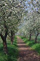 Weg met bloeiende appelbomen