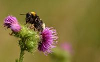 Bumblebee on a thistle