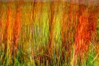Colorful red waving dune grass