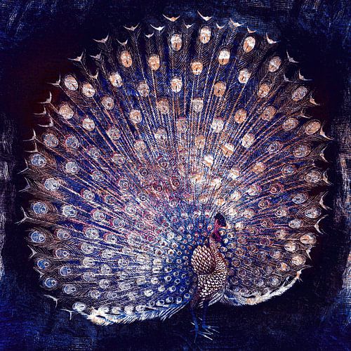 Paon sur bleu marine