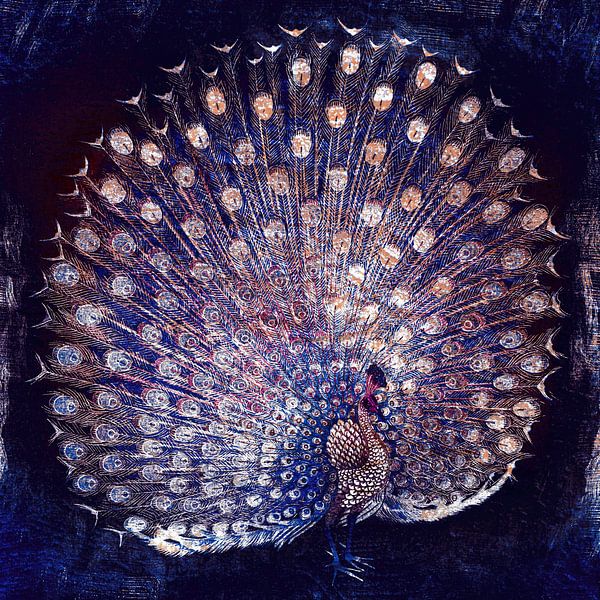 Peacock on navy blue by Mad Dog Art