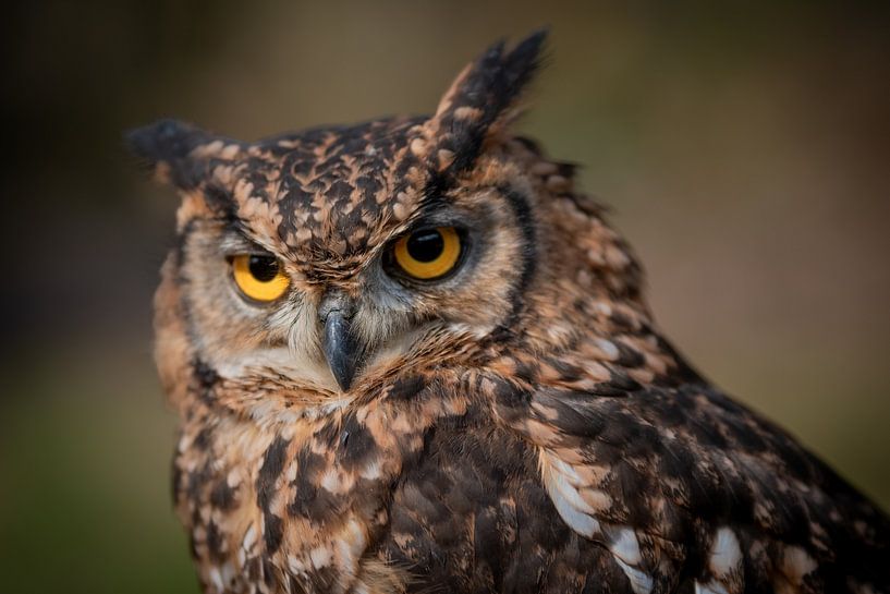 The Eagle Owl. Keeper of the Hidden Forest by Monique Caes