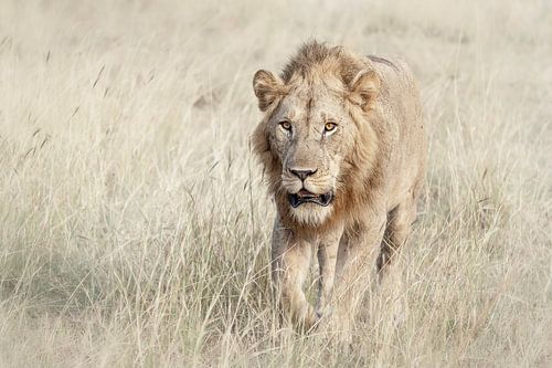 Mannetjes leeuw in hoog gras