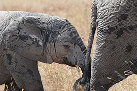 Baby elephant by Rini Kools