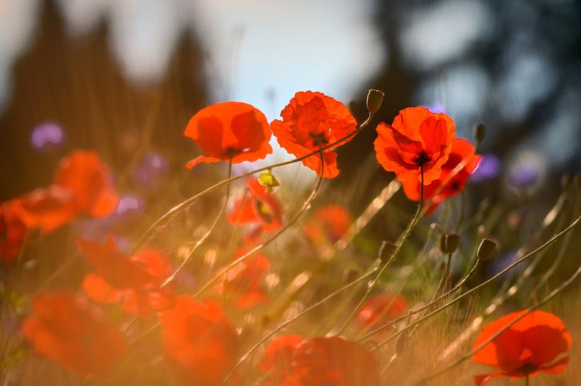 Coquelicots dans la lumière du matin par Kurt Krause