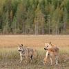 Twee jonge wolven in Finland | Natuurfotografie van Nanda Bussers