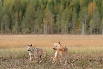 Zwei junge Wölfe in Finnland | Naturfotografie
