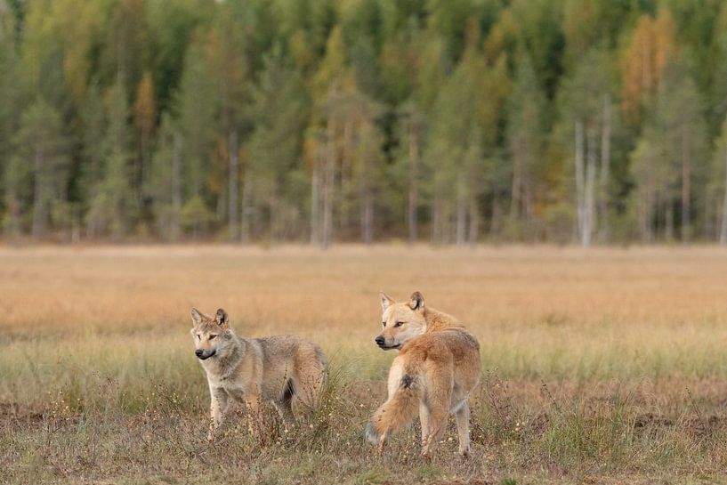 Deux jeunes loups en Finlande | Photographie de nature par Nanda Bussers