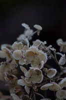 Frozen hydrangea Annabelle
