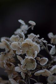Frozen hydrangea Annabelle by Mirjam van der Sluijs