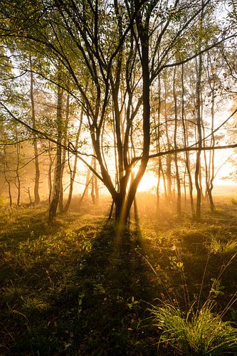 La forêt de Deeler le matin