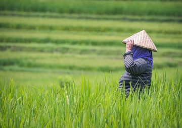 Werken op de rijstvelden