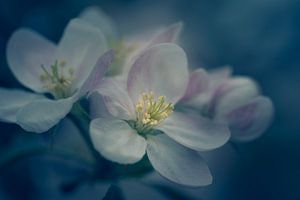 Apfelblüte