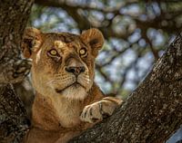 Gros plan d'un lion dans un arbre.