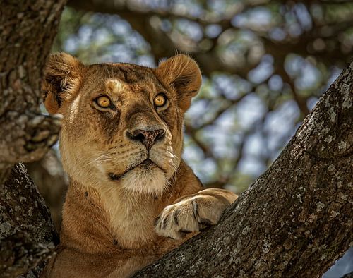 Close-up of a lion in a tree.