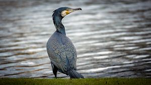Wachsamer Kormoran