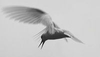 oiseau